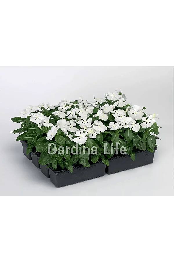 Rozet Çiçeği Fidesi Vinca Pure White 10 Adet - 2