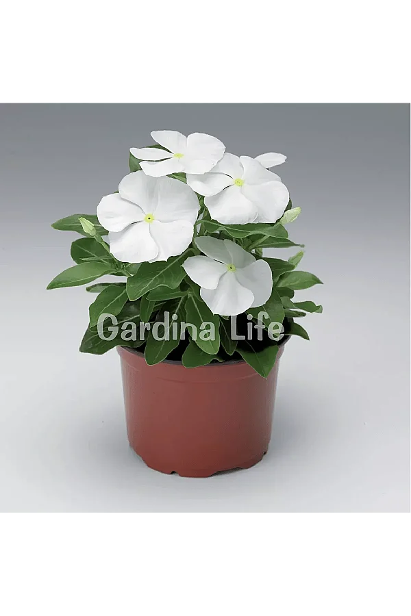 Rozet Çiçeği Fidesi Vinca Pure White 10 Adet - 3