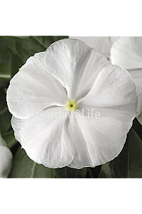 Rozet Çiçeği Fidesi Vinca Pure White 10 Adet - 1