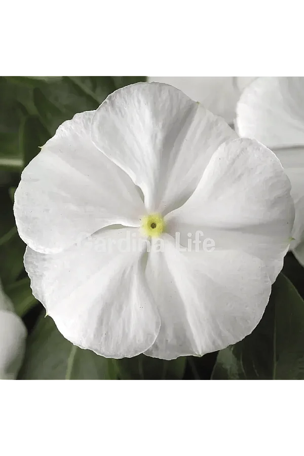 Rozet Çiçeği Fidesi Vinca Pure White 10 Adet