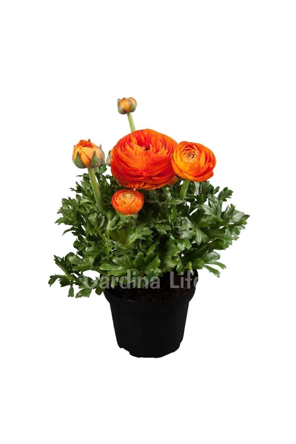 Şakayık Çiçeği Fidesi Orange 10 Adet
