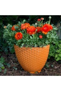 Şakayık Çiçeği Fidesi Orange 10 Adet - 4