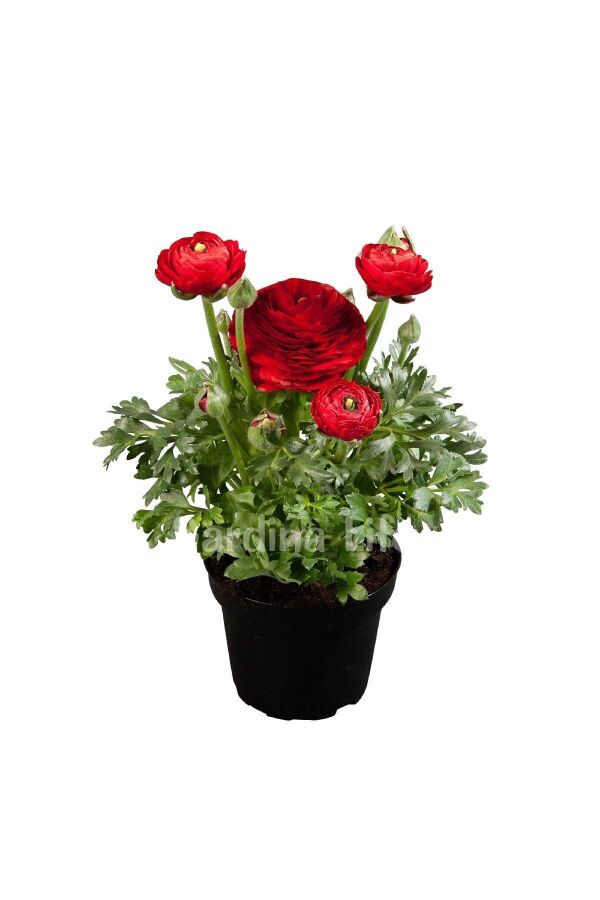 Şakayık Çiçeği Fidesi Red ( Ranunculus ) 5 Adet 3197, one size - 