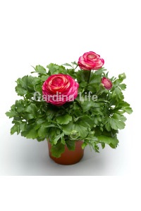 Şakayık Çiçeği Fidesi Rose Delight 10 Adet - 1