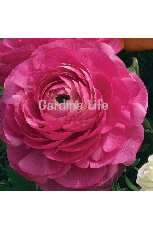 Şakayık Çiçeği Fidesi Rose 10 Adet - 3