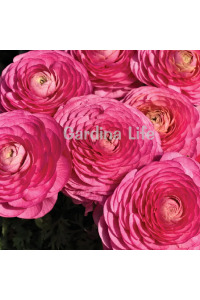 Şakayık Çiçeği Fidesi Rose 10 Adet - 4
