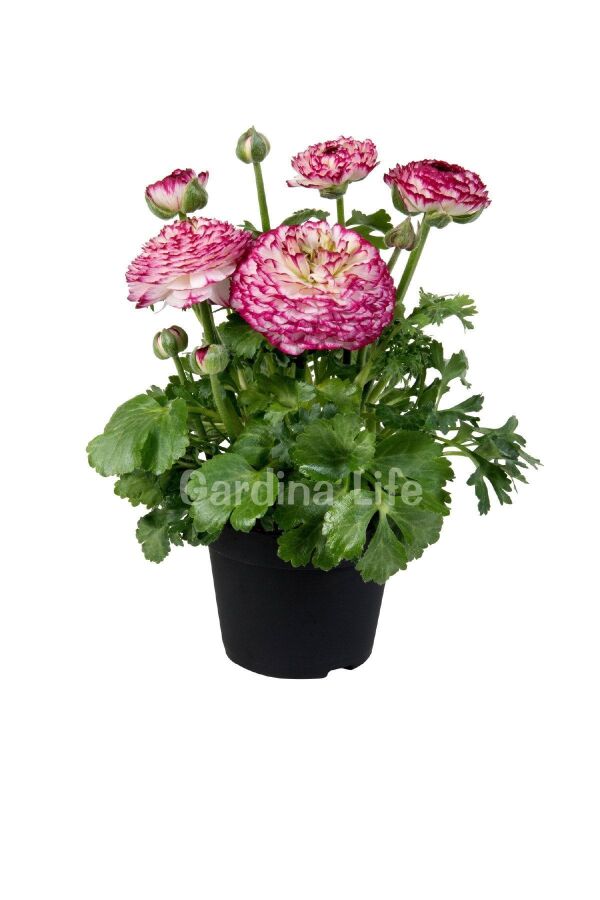 Şakayık Çiçeği Fidesi Violet Bicolor ( Ranunculus ) 5 Adet - 