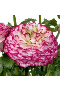 Şakayık Çiçeği Fidesi Violet Bicolor 10 Adet - 3