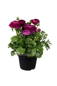 Şakayık Çiçeği Fidesi Violet 10 Adet - 1