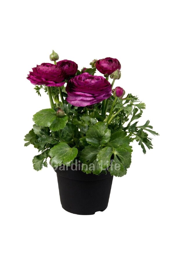 Şakayık Çiçeği Fidesi Violet 10 Adet