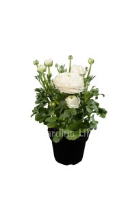 Şakayık Çiçeği Fidesi White 10 Adet - 1