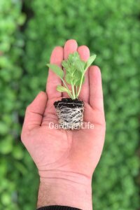 Şakayık Çiçeği Fidesi White 10 Adet - 2