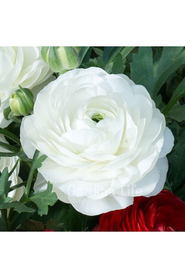 Şakayık Çiçeği Fidesi White 10 Adet - 3
