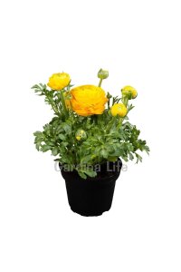 Şakayık Çiçeği Fidesi Yellow 10 Adet - 1