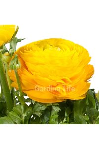 Şakayık Çiçeği Fidesi Yellow 10 Adet - 3