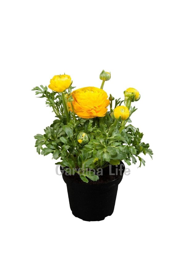 Şakayık Çiçeği Fidesi Yellow 10 Adet