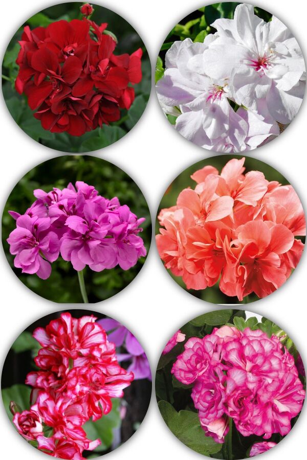 Sakız Sardunya Çiçeği Fidesi Karışık Renk 4 Adet Sarkan Sardunya SAKMIX, one size - 