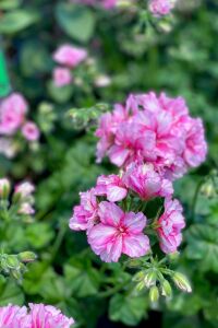 Sakız Sardunya Fidesi Pink Bicolor  - 3
