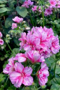 Sakız Sardunya Fidesi Pink Bicolor  - 4