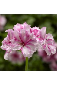 Sakız Sardunya Fidesi Pink Bicolor  - 5