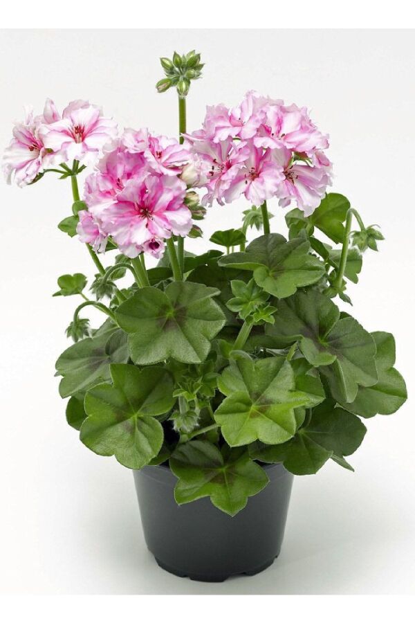 Sakız Sardunya Çiçeği Fidesi ( Sarkan Sardunya P. Peltatum ) Pink Bicolor 1 Adet - 