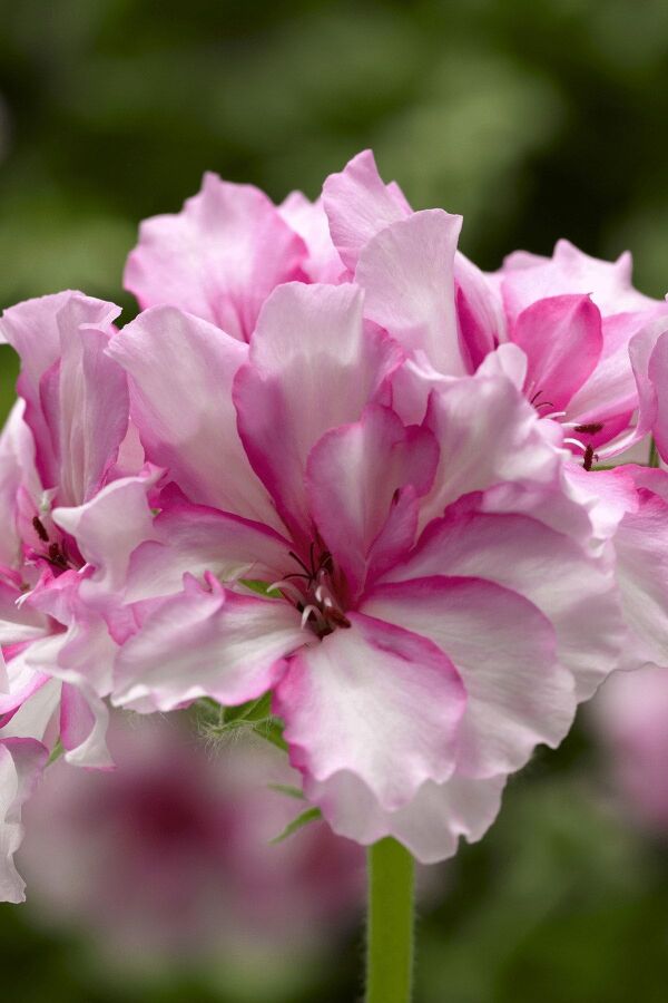 Sakız Sardunya Çiçeği Fidesi ( Sarkan Sardunya P. Peltatum ) Pink Bicolor 1 Adet - Gardina