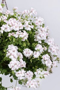 Sakız Sardunya Fidesi White  - 3