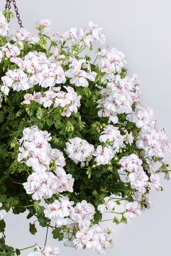 Sakız Sardunya Fidesi White  - 3