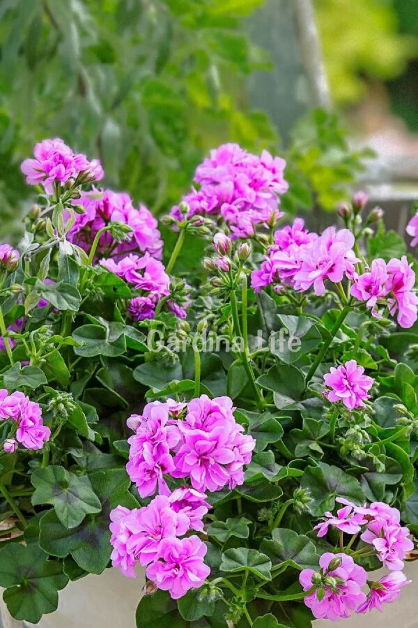 Sakız Sardunya Fidesi  Amethyst  - 3
