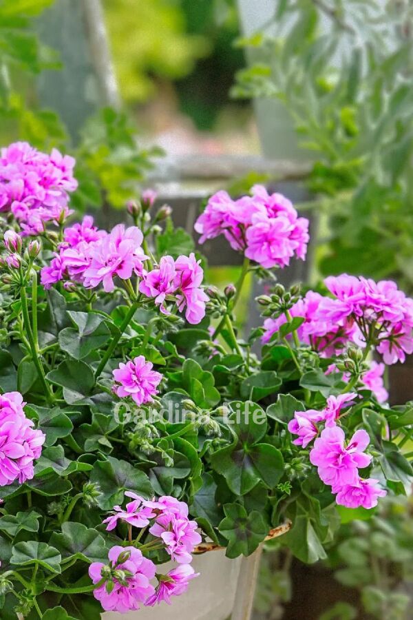 Sakız Sardunya Fidesi Katmerli ( Sarkan Sardunya Pelargonium Peltatum ) Amethyst 1 Adet - 