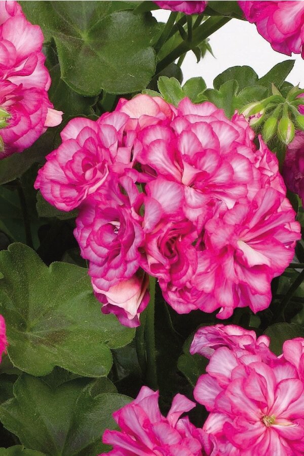 Sakız Sardunya Fidesi Katmerli  Arctic Rose 