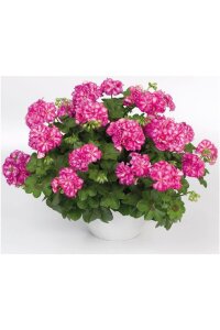 Sakız Sardunya Fidesi Katmerli  Arctic Rose  - 3