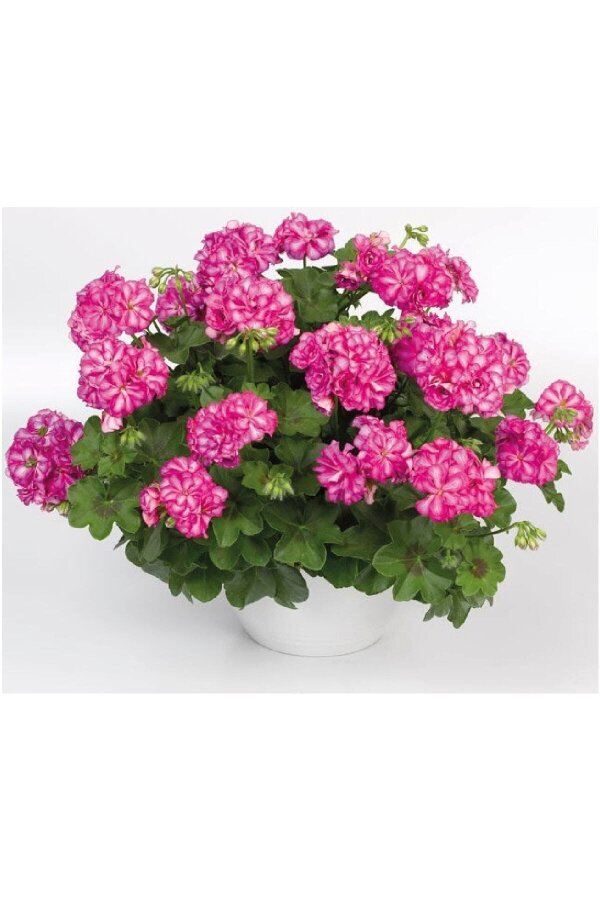 Sakız Sardunya Fidesi Katmerli  Arctic Rose  - 3