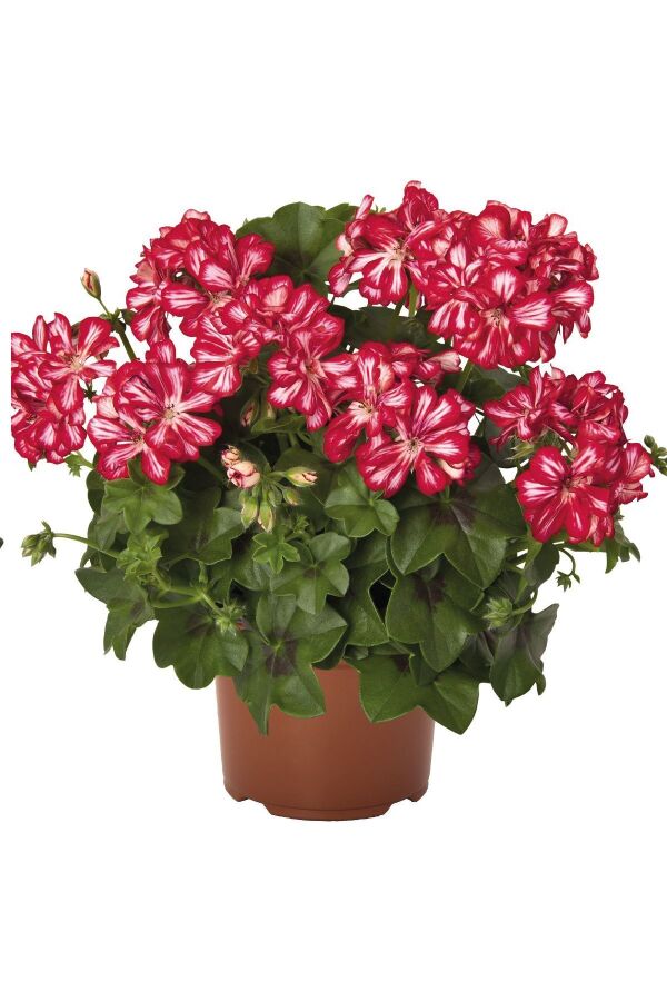 Sakız Sardunya Fidesi Katmerli ( Sarkan Sardunya Pelargonium Peltatum ) Arctic Scarlet 1 Adet 460312, one size - 