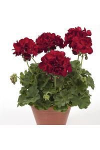 Sakız Sardunya Fidesi Dark Red  - 1