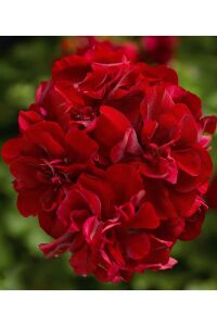 Sakız Sardunya Fidesi Dark Red  - 3