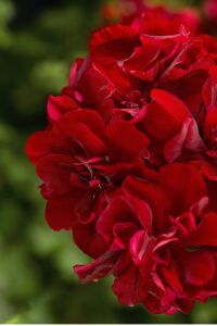 Sakız Sardunya Fidesi Dark Red  - 4