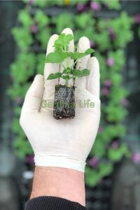 Sakız Sardunya Fidesi Deep Lavender  - 2