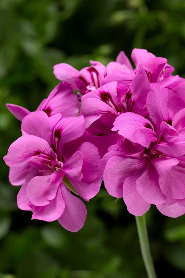 Sakız Sardunya Fidesi Katmerli ( Sarkan Sardunya Pelargonium Peltatum ) Deep Lavender 1 Adet - 