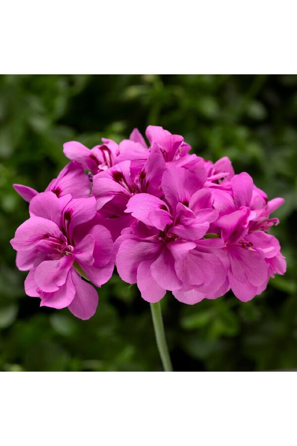 Sakız Sardunya Fidesi Katmerli ( Sarkan Sardunya Pelargonium Peltatum ) Deep Lavender 1 Adet - Gardina