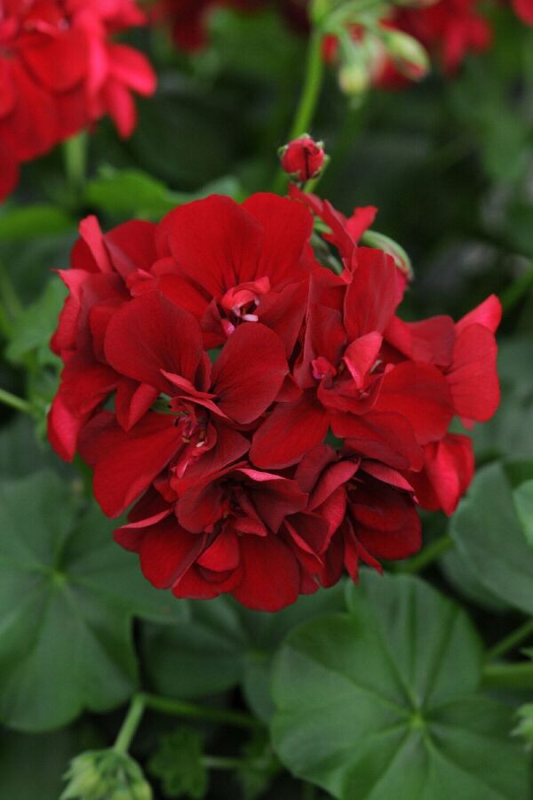 Sakız Sardunya Fidesi Katmerli ( Sarkan Sardunya Pelargonium Peltatum ) Deep Red 1 Adet - Gardina