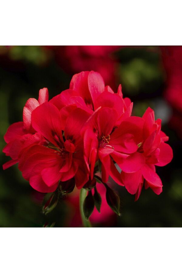 Sakız Sardunya Fidesi Katmerli Sarkan Sardunya Pelargonium Peltatum Hot Coral 1 Adet - Gardina