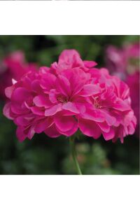 Sakız Sardunya Fidesi Katmerli ( Sarkan Sardunya Pelargonium Peltatum ) Hot Pink 1 Adet - 1