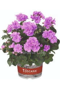 Sakız Sardunya Fidesi Lavender  - 1