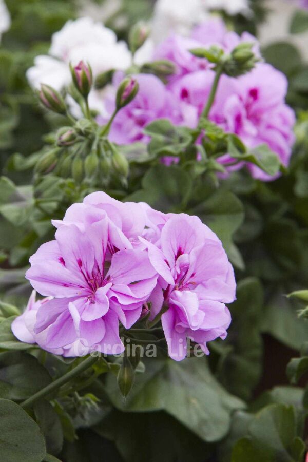 Sakız Sardunya Fidesi Lavender  - 4