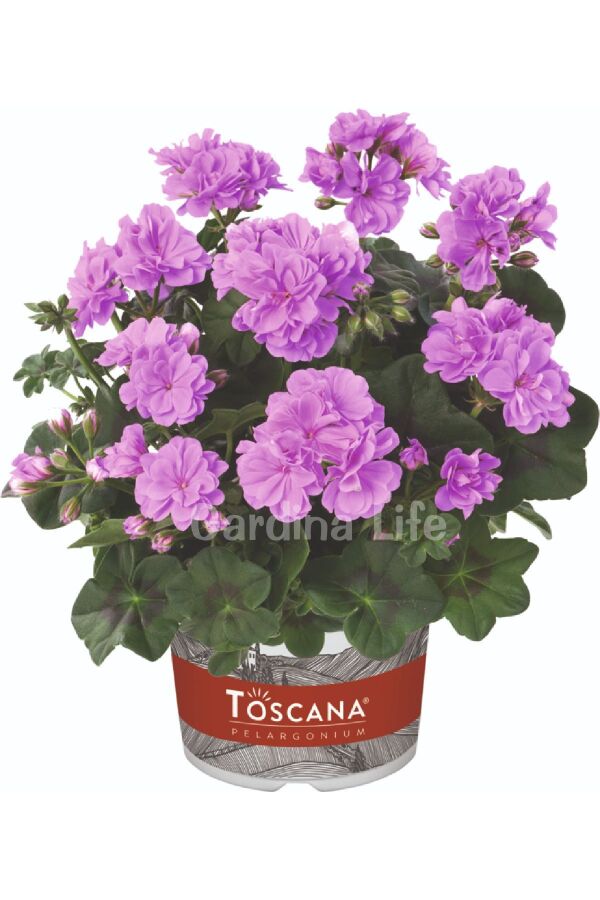 Sakız Sardunya Fidesi Katmerli ( Sarkan Sardunya Pelargonium Peltatum ) Lavender 1 Adet - 
