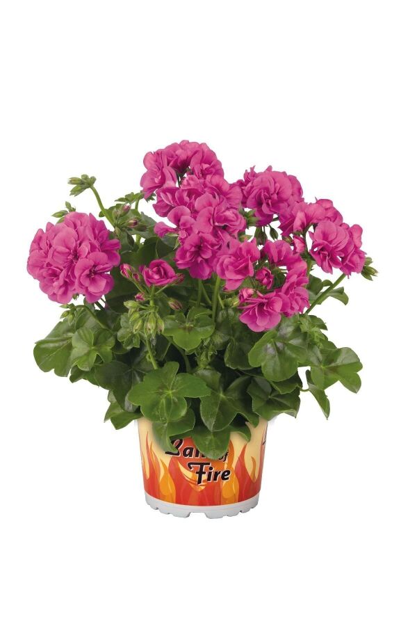 Sakız Sardunya Fidesi Katmerli ( Sarkan Sardunya Pelargonium Peltatum ) Magenta 1 Adet 460350, one size - 