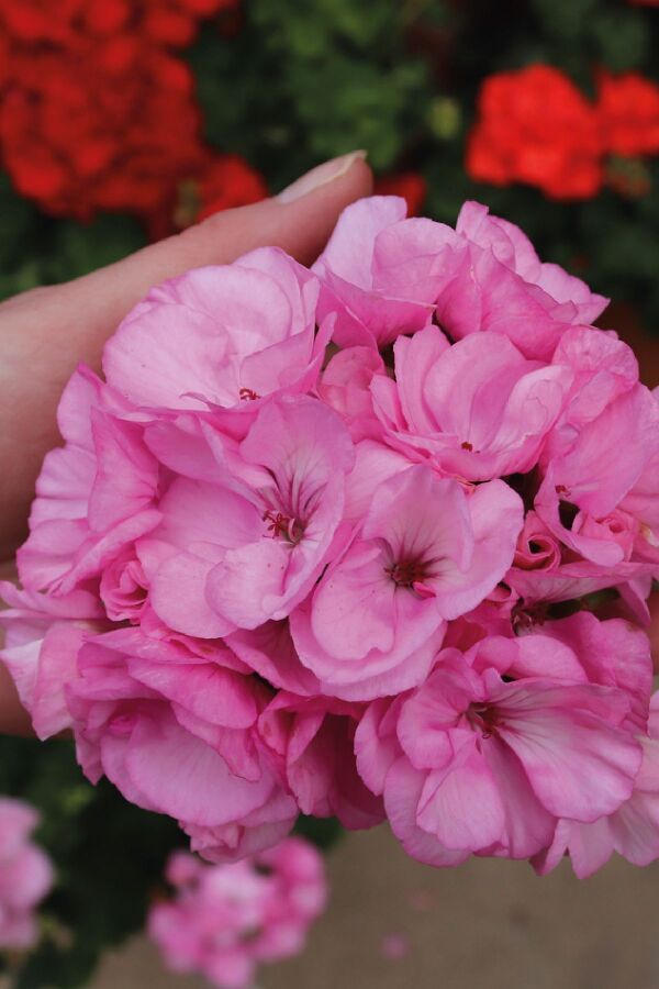 Sakız Sardunya Fidesi Katmerli ( Sarkan Sardunya Pelargonium Peltatum ) Pink 1 Adet 460355, one size - 