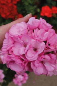 Sakız Sardunya Fidesi Pink  - 1