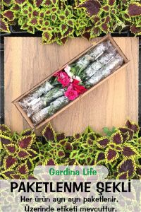 Sakız Sardunya Fidesi Katmerli ( Sarkan Sardunya Pelargonium Peltatum ) Rose 1 Adet - 3